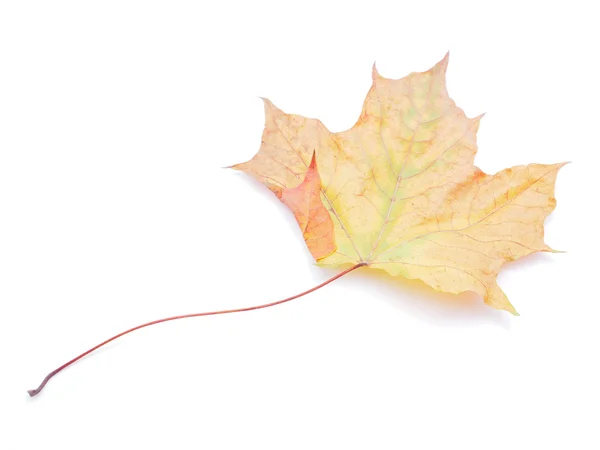 Feuille d'érable sèche sur fond blanc — Photo