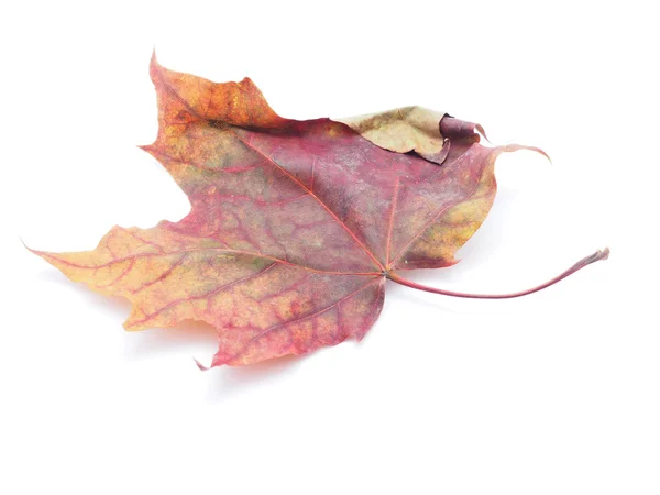 Suchý javorový list na bílém pozadí — Stock fotografie