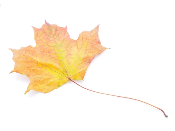 Hoja de arce seco sobre fondo blanco — Foto de Stock