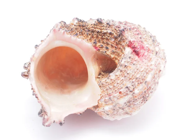 Seashell — Stock Photo, Image