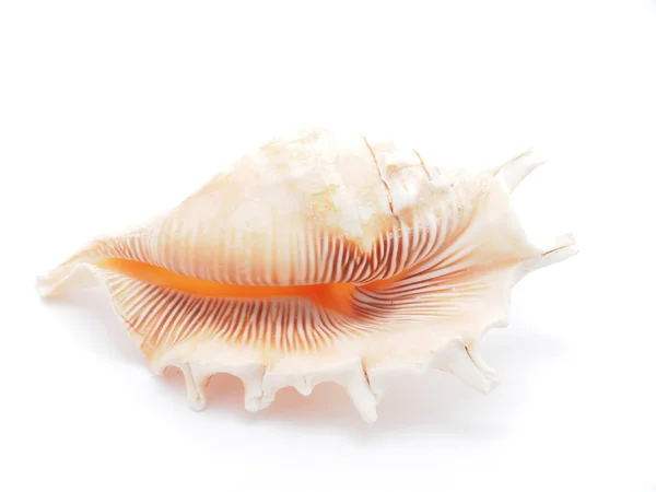 Seashell — Stock Photo, Image