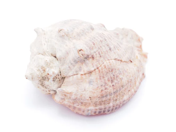 Seashell — Stock Photo, Image