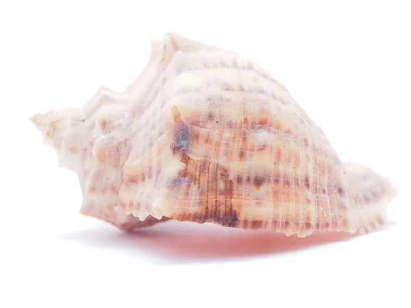 Seashell — Stock Photo, Image