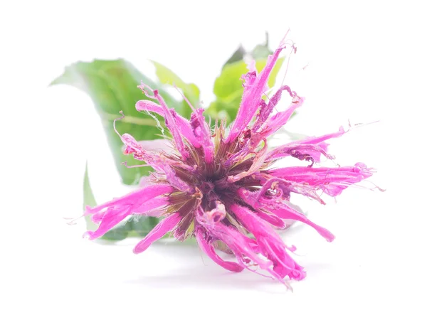 Bergamot květina na bílém pozadí — Stock fotografie