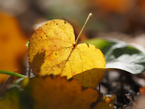 Yellow leaf in the grass — Stock Photo, Image