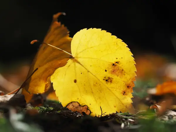 Geel blad in het gras — Stockfoto