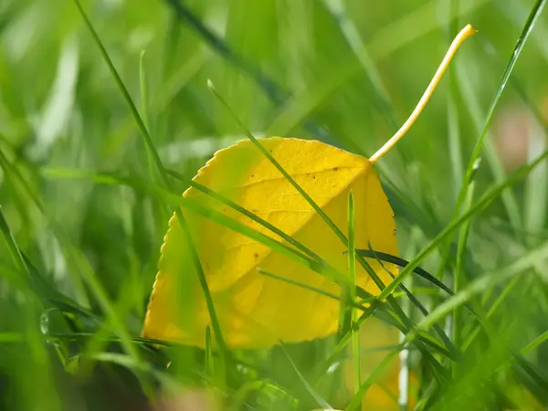 Geel blad in het gras — Stockfoto