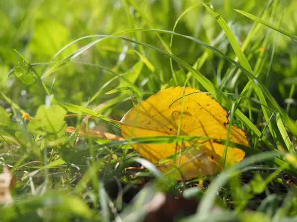 Geel blad in het gras — Stockfoto