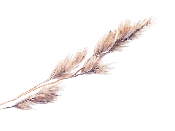 Beyaz bir arka plan üzerinde kuru tahıllar — Stok fotoğraf