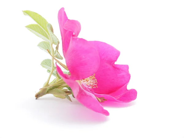 Briar flower — Stock Photo, Image