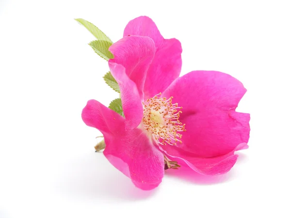 Briar flower — Stock Photo, Image
