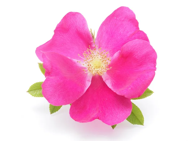 Briar flower — Stock Photo, Image