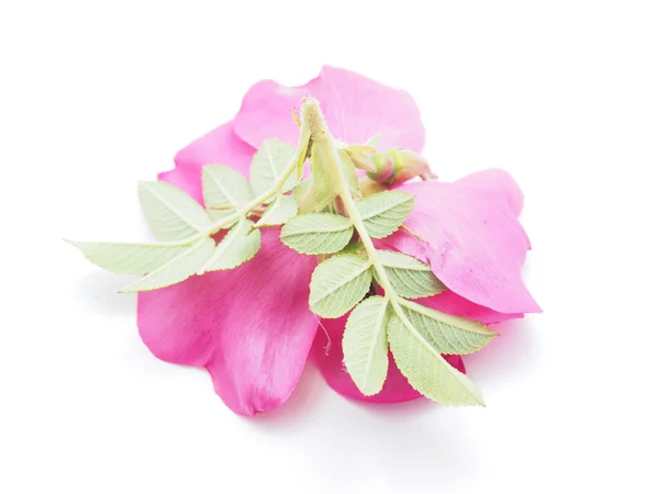 Briar flower — Stock Photo, Image