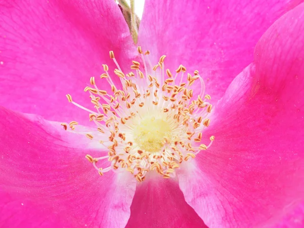 茨の花 — ストック写真