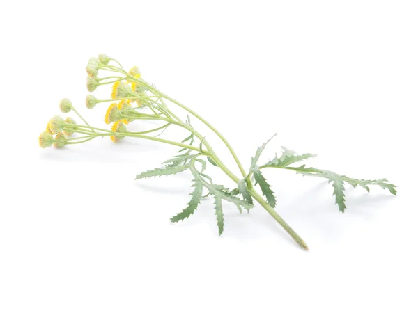 Flores de tansy sobre un fondo blanco —  Fotos de Stock