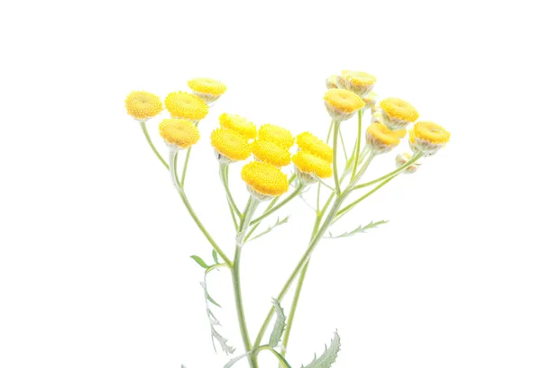 Flores de tansy sobre un fondo blanco — Foto de Stock