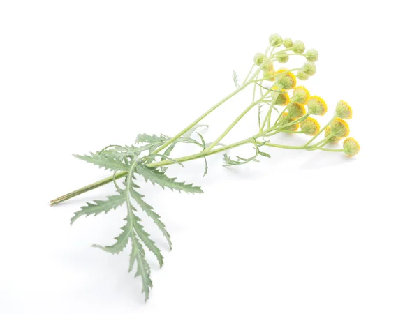 Flores tansy em um fundo branco — Fotografia de Stock