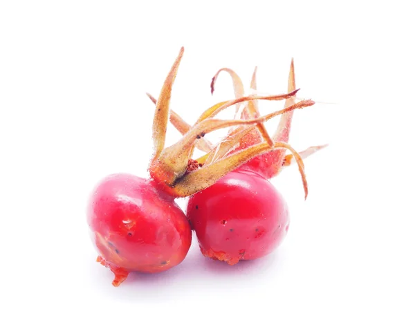 Rose hips on a white background — Stock Photo, Image
