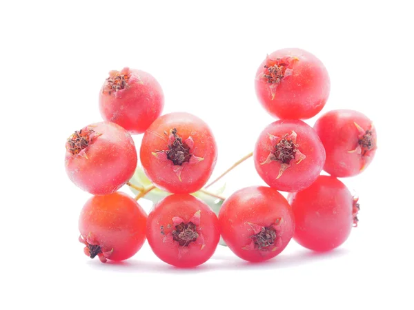 Hawthorn berries on white background — Stock Photo, Image