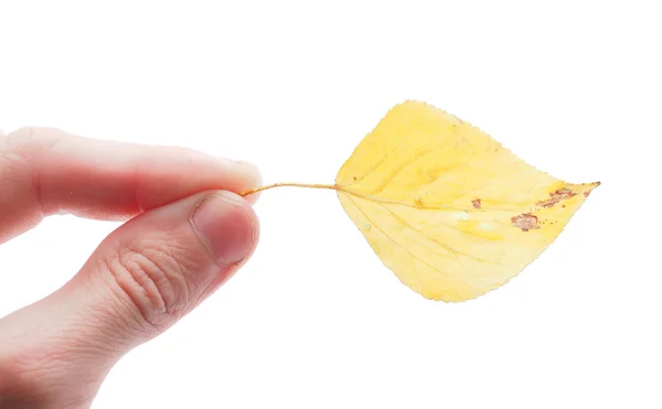 Feuille jaune dans une main sur un fond blanc — Photo