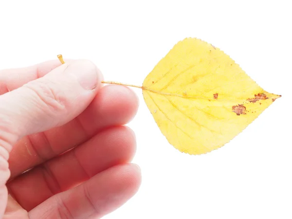 Hoja amarilla en una mano sobre un fondo blanco — Foto de Stock