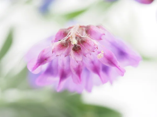 Beyaz bir arka plan üzerinde çiçekler fare bezelye — Stok fotoğraf