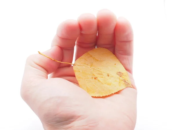 Hoja amarilla en una mano sobre un fondo blanco — Foto de Stock