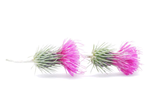 Burdock flowers on a white background — Stock Photo, Image