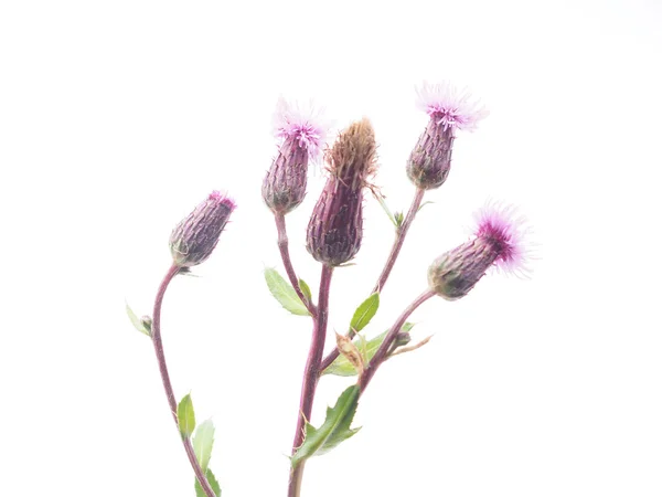 Burdock flowers on a white background — Stock Photo, Image