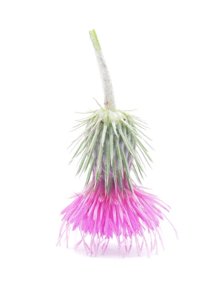 Burdock flowers on a white background — Stock Photo, Image