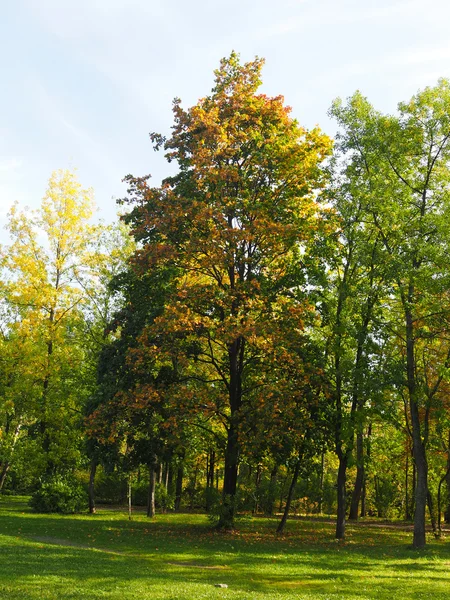 Park in autumn Royalty Free Stock Images