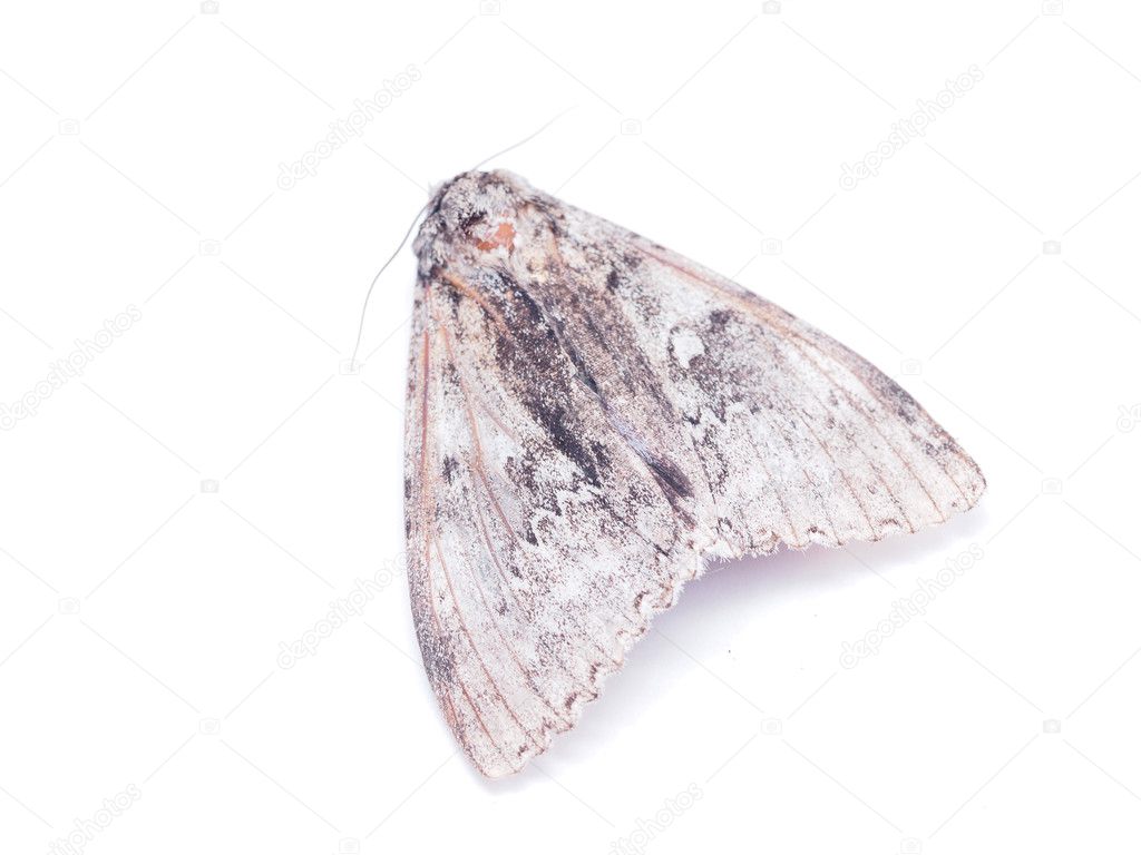 hawk moth on a white background