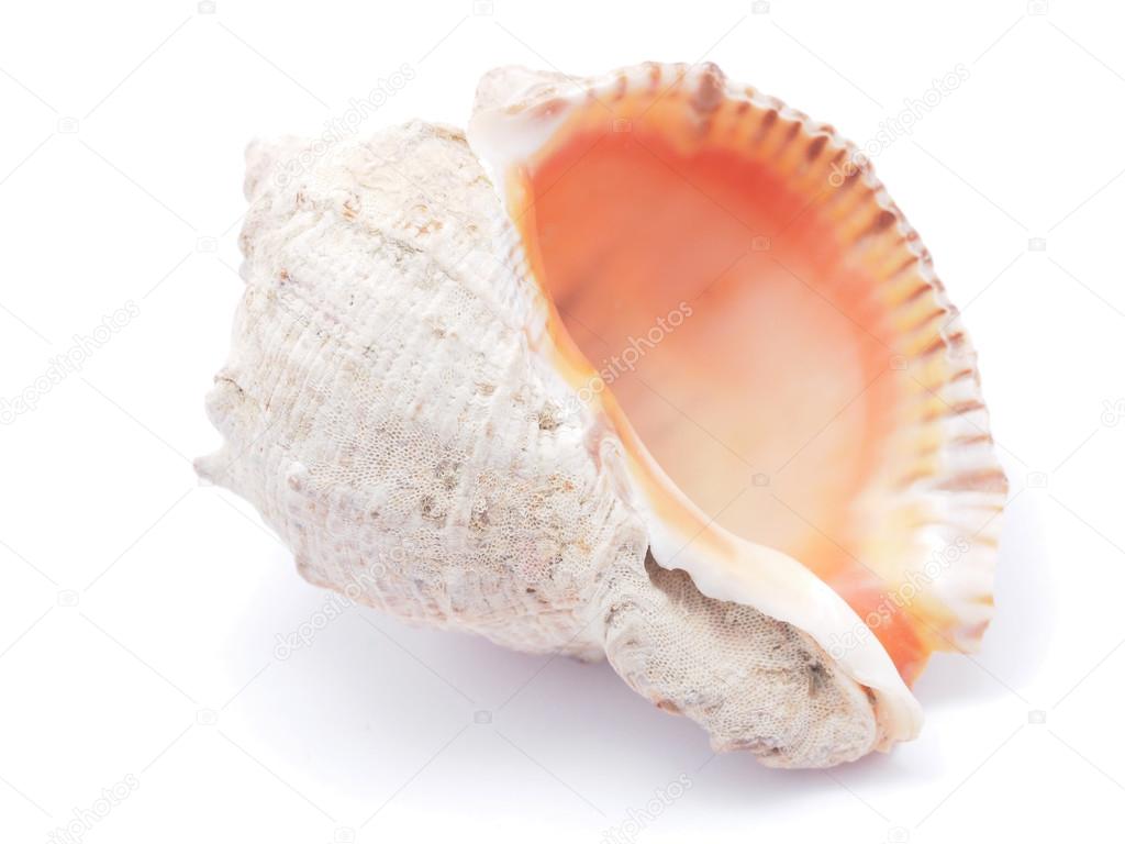 seashell 