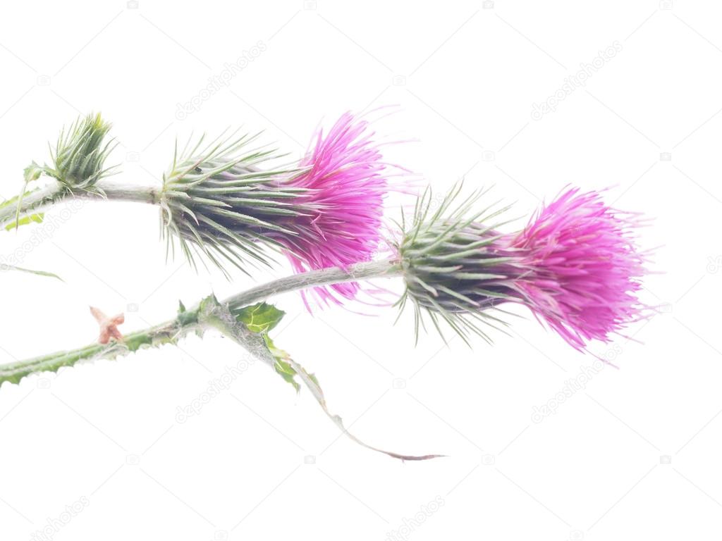 burdock flowers on a white background 