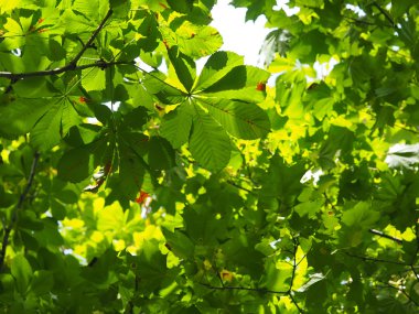 Ormanın içinde kestane yaprakları