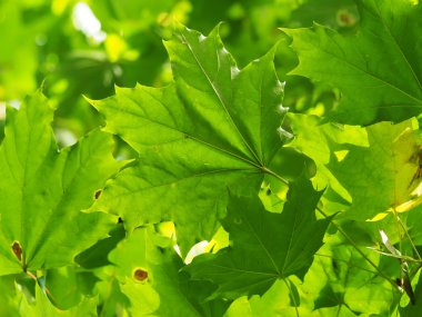 bir akçaağaç yaprakları