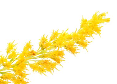 beyaz zemin üzerine Altın Başak