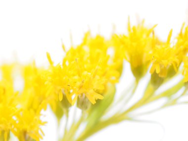 beyaz zemin üzerine Altın Başak