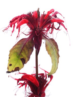 Beyaz arkaplanda Bergamot