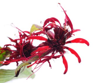 Beyaz arkaplanda Bergamot