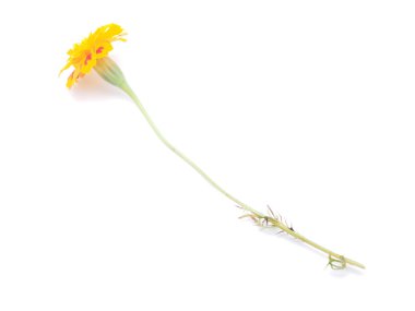 Beyaz arkaplanda Marigold