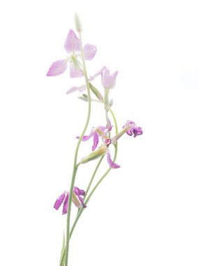 Beyaz bir arka plan üzerinde Wallflowers çiçekler