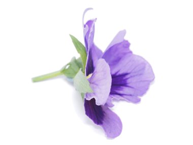Beyaz bir arka plan üzerinde Nasturtium