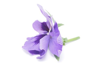 Beyaz bir arka plan üzerinde Nasturtium