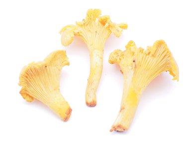 Cantharellus cibarius mantar beyaz zemin üzerine