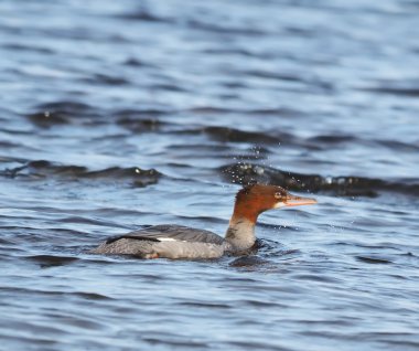 Gölde kadın merganser