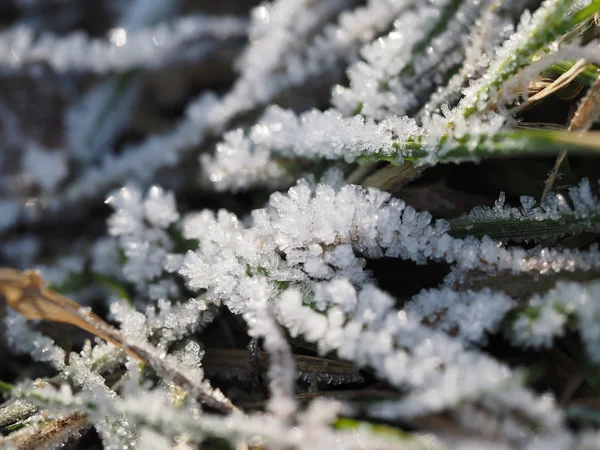 Kristal es pada tanaman — Stok Foto