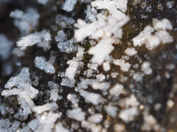 Eiskristalle auf der Pflanze — Stockfoto