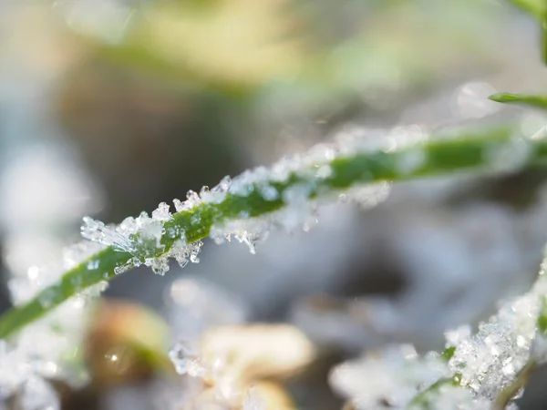 Jégkristályok a növény — Stock Fotó