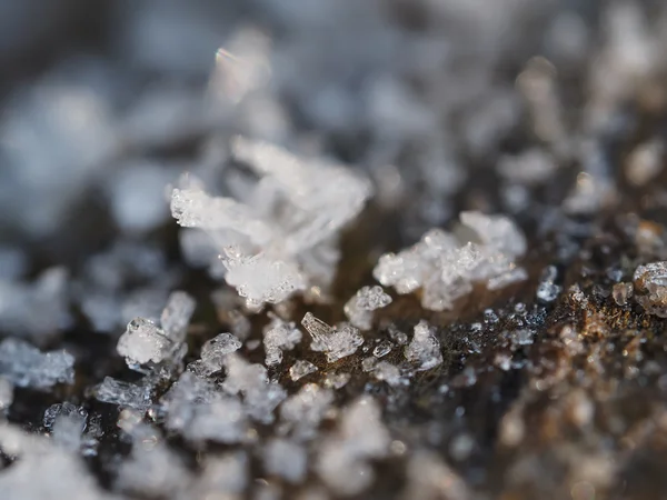 Eiskristalle auf der Pflanze — Stockfoto